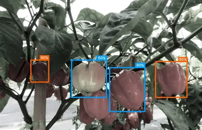 Fructify Level Detection