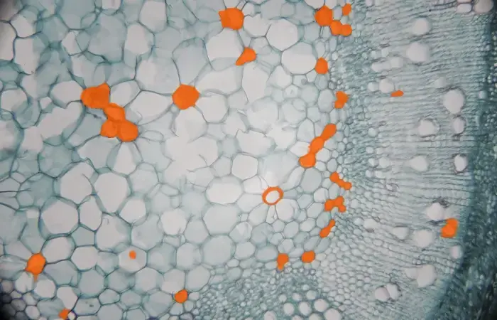 Annotation for Cancer Cells Detection